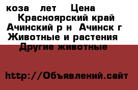 коза 5 лет  › Цена ­ 5 000 - Красноярский край, Ачинский р-н, Ачинск г. Животные и растения » Другие животные   